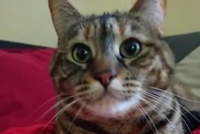 Alerte Disparition Chat Femelle , 7 ans Saint-Gingolph Suisse