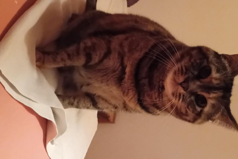 Alerte Disparition Chat Femelle , 7 ans Saint-Gingolph Suisse
