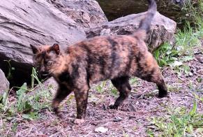 Alerte Découverte Chat croisement Inconnu , 1 année Massongex Suisse