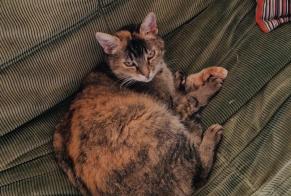 Alerte Disparition Chat croisement Femelle , 11 ans Lovatens Suisse