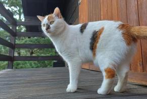 Alerte Disparition Chat  Femelle , 3 ans Monthey Suisse