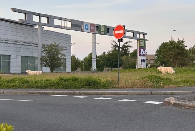 Alerte Découverte Chien Mâle Saint-Cyr-sur-Loire France