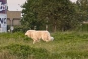 Alerte Découverte Chien Mâle Saint-Cyr-sur-Loire France