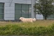 Alerte Découverte Chien Mâle Saint-Cyr-sur-Loire France