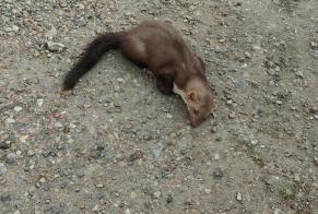Alerte Découverte Autre Furet Inconnu Méru France