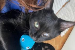 Alerte Disparition Chat Mâle , 1 ans Paris France