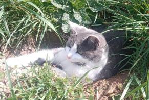Alerte Disparition Chat Mâle , 2 ans Lamure-sur-Azergues France