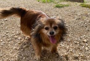 Alerte Découverte Chien Inconnu Vriange France