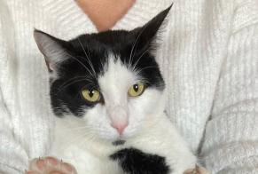 Alerte Disparition Chat Mâle , 14 ans Tourville-la-Rivière France