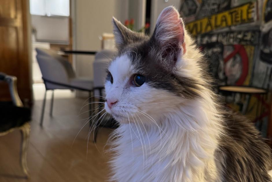 Alerte Disparition Chat croisement Mâle , 19 ans Amboise France