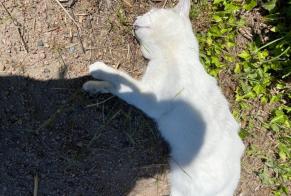 Alerte Découverte Chat Inconnu Lezoux France