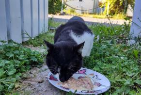 Alerte Découverte Chat Mâle L'Aiguillon-sur-Vie France