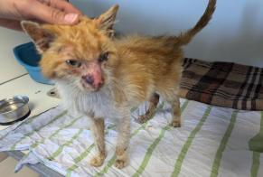 Alerte Découverte Chat Mâle Visseiche France