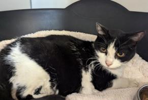Alerte Découverte Chat Femelle Argentré-du-Plessis France