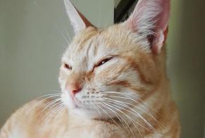 Alerte Découverte Chat croisement Femelle Torsac France