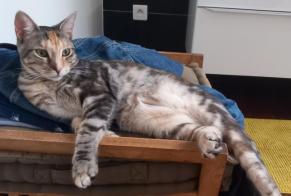 Alerte Disparition Chat croisement Femelle , 2 ans La Seyne-sur-Mer France