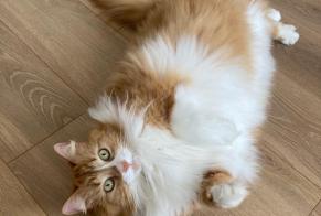 Alerte Disparition Chat croisement Femelle , 5 ans Orléans France