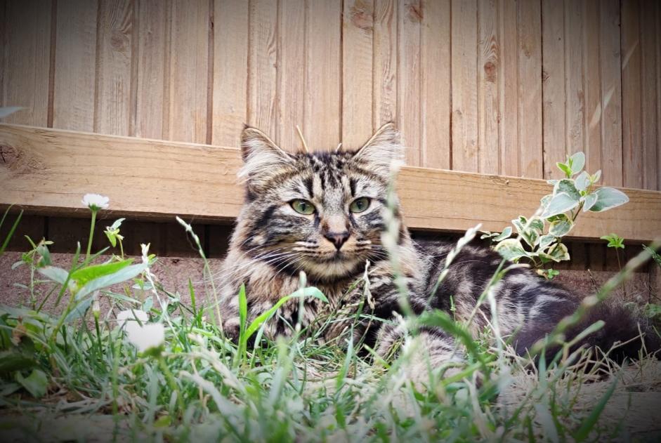 Alerte Disparition Chat  Mâle , 3 ans Ingersheim France