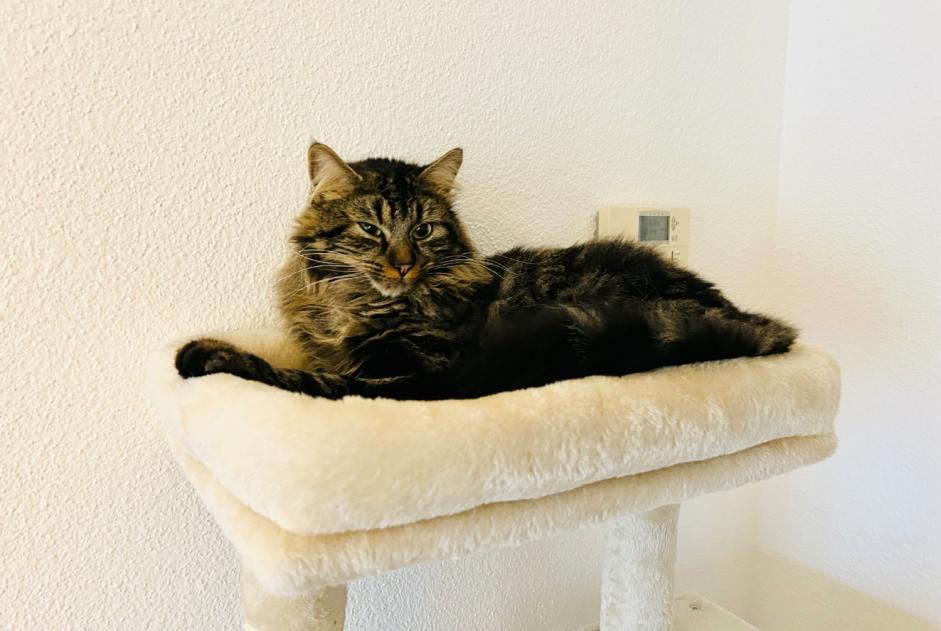 Alerte Disparition Chat  Mâle , 3 ans Ingersheim France