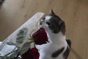 Alerte Disparition Chat Mâle , 7 ans Luisant France