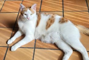 Alerte Disparition Chat Mâle , 2 ans Cruseilles France