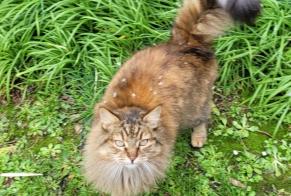 Alerte Disparition Chat Femelle , 13 ans Lanildut France