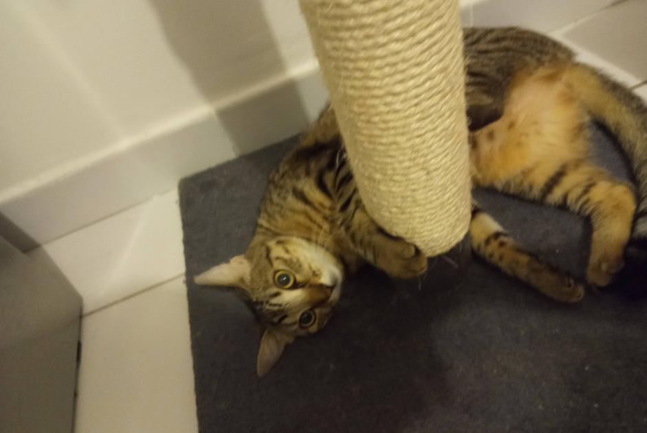Alerte Disparition Chat  Femelle , 7 ans Toulouse France