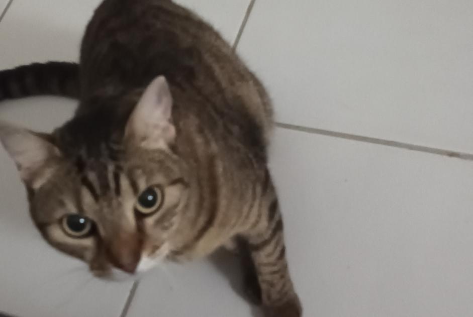 Alerte Disparition Chat  Femelle , 7 ans Toulouse France