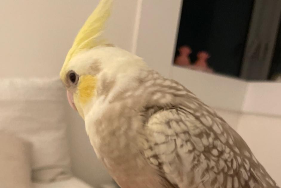 Alerte Disparition Oiseau Mâle , 2025 ans Paris France