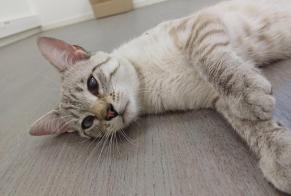 Alerte Découverte Chat croisement Mâle , 1 année Marboz France