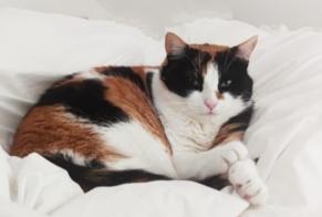 Alerte Disparition Chat Femelle , 4 ans La Rochelle France