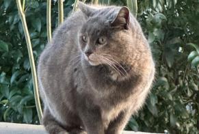 Alerte Découverte Chat Femelle Lançon-Provence France