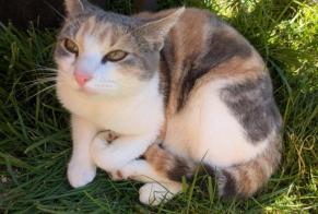 Alerte Disparition Chat Femelle , 3 ans Bernay France