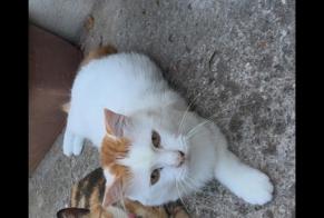 Alerte Disparition Chat Mâle , 6 ans Saint-Hilaire-de-Villefranche France