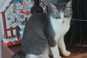 Alerte Disparition Chat Femelle , 2 ans Saint-Pierre France