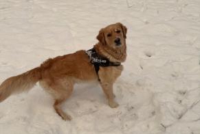 Alerte Disparition Chien  Mâle , 3 ans Dabo France