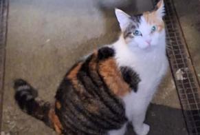 Alerte Découverte Chat Femelle Angers France