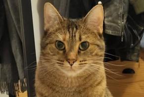 Alerte Disparition Chat  Femelle , 4 ans Véretz France