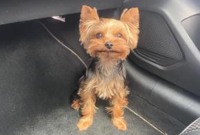 Alerte Disparition Chien  Mâle , 5 ans Coggia France