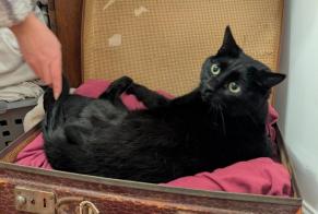 Alerte Disparition Chat Femelle , 7 ans Huest France