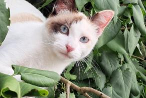 Alerte Disparition Chat croisement Femelle , 1 ans Lescure-d'Albigeois France