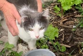 Alerte Découverte Chat Mâle Clermont-Ferrand France