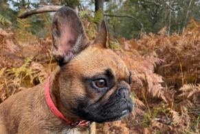 Alerte Disparition Chien  Femelle , 7 ans La Queue-en-Brie France