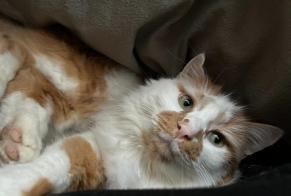 Alerte Disparition Chat Mâle , 6 ans Mauroux France