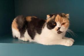 Alerte Disparition Chat  Femelle , 6 ans Livry-Gargan France