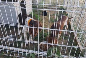 Alerte Découverte Chien  Femelle Saint-Aignan France