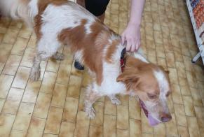 Alerte Découverte Chien  Mâle Piégut-Pluviers France