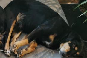 Alerte Disparition Chien croisement Femelle , 14 ans Lonnes France