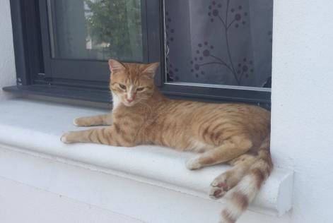 Avviso scomparsa Gatto Maschio , 7 anni Le Temple-de-Bretagne Francia