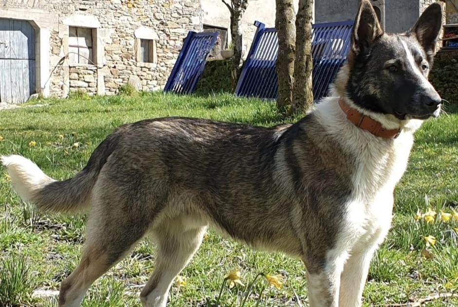 Avviso scomparsa Cane incrocio di razze Maschio , 5 anni Colombies Francia